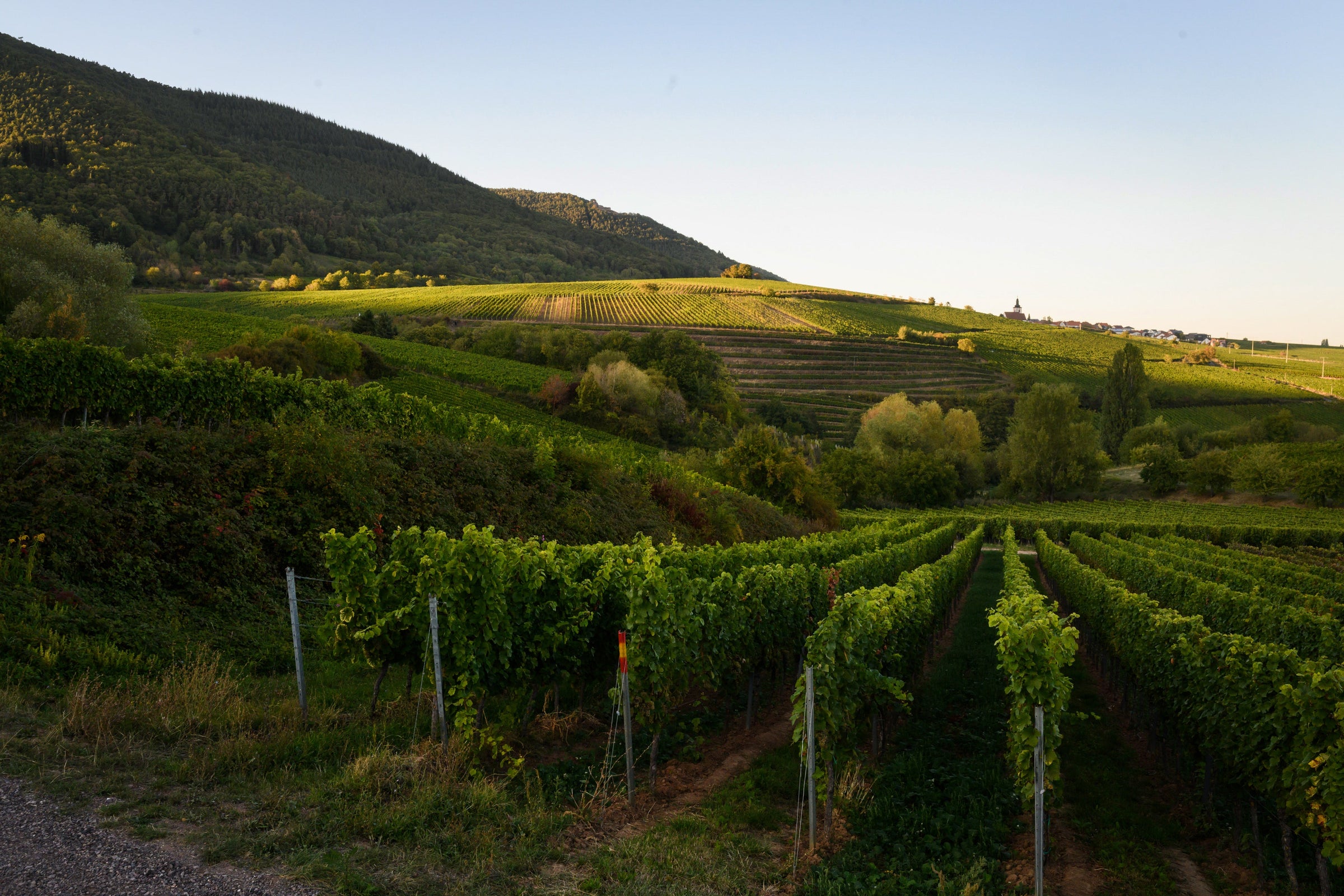 Ellermann-Spiegel Weine